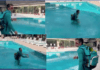 PAK vs AUS: Alex Carey fell in the swimming pool after talking.. see what happened after that, the video went viral