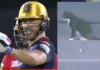 black-cat-stopped-bangalore-punjab-match-big-drama-in-live-match-umpire-was-helpless