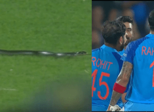 The snake reached the live match, Lokesh fell behind after seeing Rahul, the match stopped for 5 minutes, there was a ruckus in the second T20 match